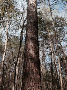 forestry timber land farm