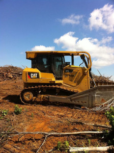 timber logging planting pine